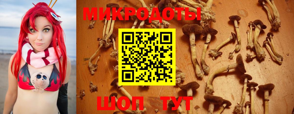 Псилоцибиновые грибы Psilocybine cubensis Саяногорск